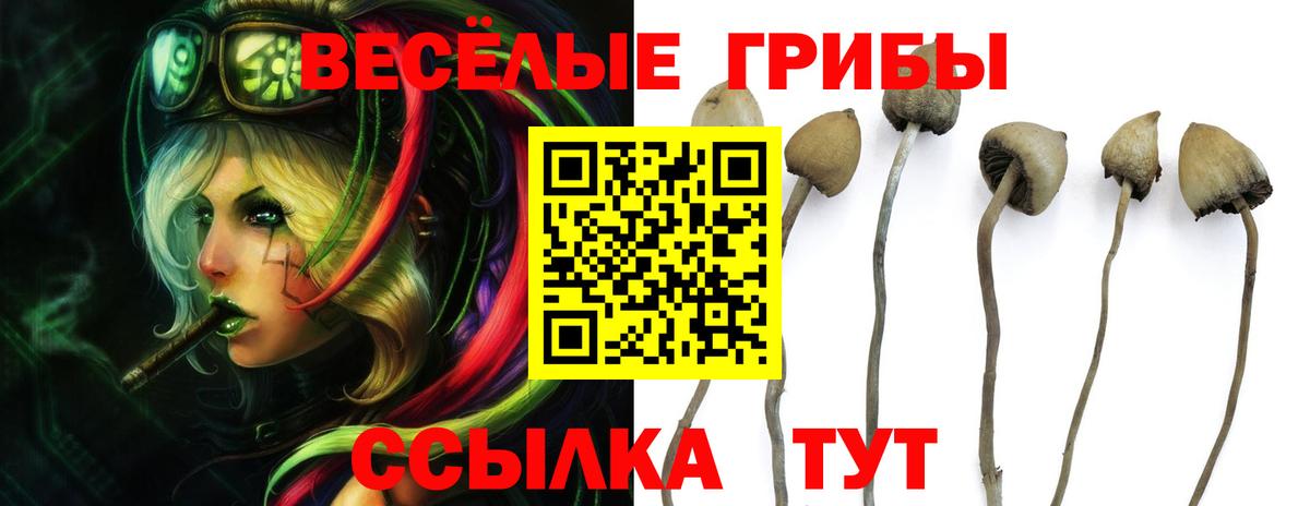Галлюциногенные грибы прущие грибы Великие Луки